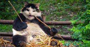 Cat funny cute kitten animal pet kitty fur cat face. I Have Been Photoshopping My Cats For The Past Few Years Have Things Gone Too Far 26 Pics Bored Panda