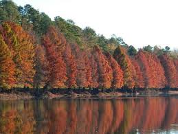 Didn't realize it wasn't included in hotel expense! The Fall Foliage At These 8 State Parks In Nebraska Is Stunningly Beautiful State Parks Nebraska State Park Fall Foliage