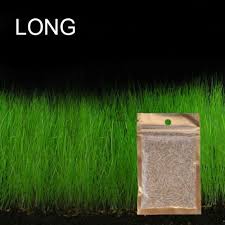 Buy Dwarf Hairgrass