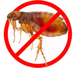 Does Baking Soda Kill Fleas On Dogs Cpc Cares