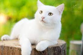 Gato Blanco Son Sordos Origen Y Curiosidades Feelcats Gatos Blancos Ojos Amarillos Gatos