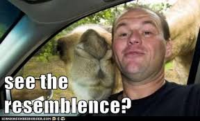 The future looks rosy until one day he's as his dreams of domestic bliss go up in flames, minhyeok goes off the rails. Animal Comedy Camel Animal Comedy Animal Comedy Funny Animals Animal Gifs Cheezburger