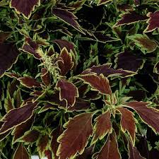 Image result for Coleus scutellarioides
