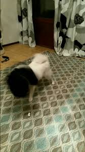 No ads, always hd experience with gfycat pro. Gif The Dog Decided To Deal With My Pants Dog Gifs Cute Dogs Dogs