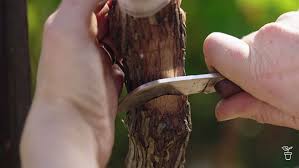 Image result for graft grape vines