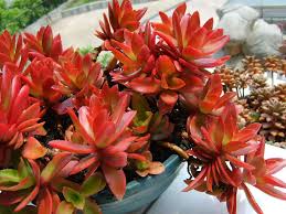 Image result for Crassula capitella