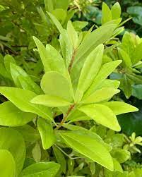 It is also suitable as a foundation plant on the north side of a house in moist but not overly soggy soil. Illicium Parviflorum Florida Sunshine Florida Sunshine Anise For Sale 22 00 Plant Delights Nursery