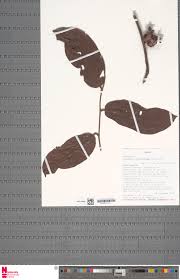 Image result for Diospyros pseudomespilus