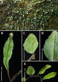 Image result for Didymoglossum