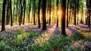 Pin By Dorothy Jacques On Desktop Wallpapers Spring Forest Forest Sunset Bluebells