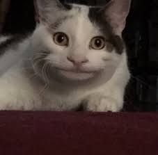 This Is The Very Polite Cat Ollie Cats Cat Memes Smiling Cat