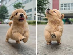 We are originally from oregon and new york respectively. 13 Pictures Of Golden Retriever Puppies That Show Just How Adorable They Are Top13