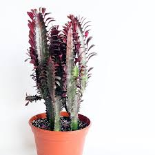Image result for Euphorbia rubriflora