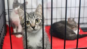 Pembangunan rumah kucing juga harus memenuhi syarat ekonomis. Cara Membuat Kandang Kucing Sederhana Dan Murah Pintarpet