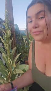 Mullein leaves to the rescue for foot pain, inflammation, extra walking,  hiking & running. Put them in your shoes and they are cushy like insoles  too!