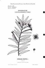 Image result for Ludwigia erecta