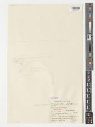 Image result for Rhipidoglossum delepierreanum