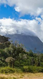 Image result for Exacum zombense