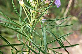 Image result for Psoralea arborea