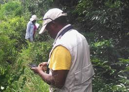 Image result for Eriolaena rulkensii