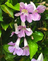 Image result for Bignonia callistegioides