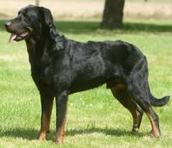 If not properly handled, a beauceron can become quite assertive. Beaucerons What S Good About Em What S Bad About Em
