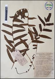 Image result for Ampelopteris prolifera