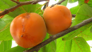 When do persimmon trees bear fruit. Persimmons Are A Low Maintenance Fruit Tree