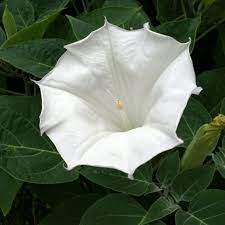 Pin On In The Perfect Garden