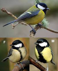 Small Bird With Black And White Head Uk Pin En Birds I Have Seen