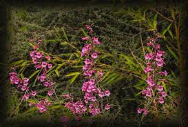 Did you scroll all this way to get facts about arizona flowers? Pink Arizona Wild Flowers Photograph By Frank Ritenour