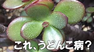 多肉植物がうどんこ病 見分け方と対処法について