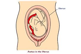 Biology Reproduction In Animals