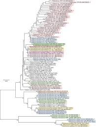 Jalan kim chuan, 42000 pelabuhan klang, selangor, malaysia. Surveying Of Acid Tolerant Thermophilic Lignocellulolytic Fungi In Vietnam Reveals Surprisingly High Genetic Diversity Scientific Reports