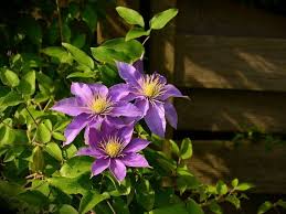 Beautify fences, pergolas and walls, these flowers are frequently planted together with roses. How To Grow And Care For Clematis Vine A Complete Guide Florgeous