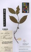 Image result for Salacia madagascariensis