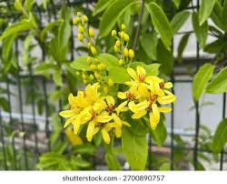 Image result for Tristellateia