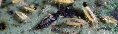 Maybe you would like to learn more about one of these? Greenhouse Thrips Citrus Agriculture Pest Management Guidelines Uc Statewide Ipm Program Uc Ipm