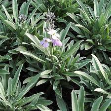 Jeder unserer redakteure begrüßt sie hier. Goldlack Bowles Mauve Erysimum Cheiri Kaufen Bei Nr 01 De