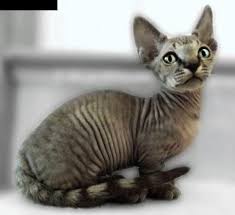 The minskin is a breed of cat derived from crossing the munchkin with the sphynx. 41 Minskin Ideas Cats Cat Breeds Animals