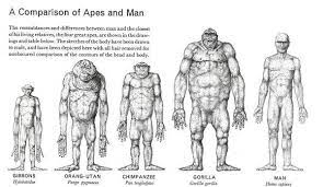 Sketch Comparison Of Apes Human Species Zoology Prehistoric Animals