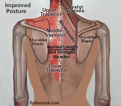 Upper back anatomy muscles / best 5 bodyweight back exercises | workouts for home. Pin On A P Pt