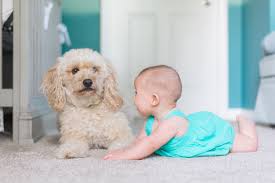 Adore pet rescue, orlando, florida. Here S The Science Behind Why Kids Totally Need A Pet