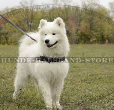 Շան ցեղատեսակ (hy) サモエード犬, サモエド犬 (ja); Multifunktionales Ledergeschirr Fur Samojede 62 1