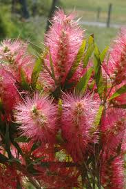 Image result for Callistemon
