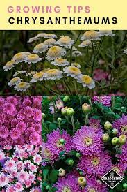 Pin On Gardening 101