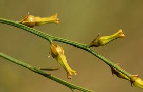 Image result for Thesium dolichomeres