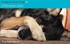 Once your cancer has been diagnosed and staged, there is a lot to think about before you and your physicians select a treatment plan. 10 Signs Of Cancer In Dogs
