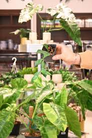 Image result for Ochna polyneura