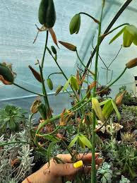 Image result for Albuca virens